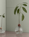 Avocado Starter Vase