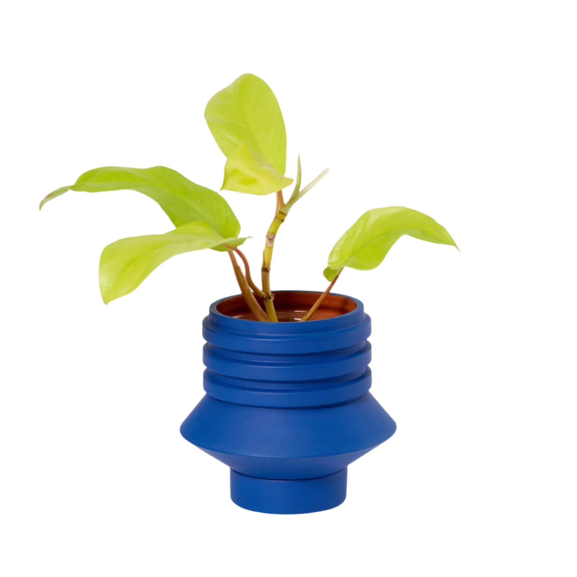 Strata Plant Vessel - Thumbnail 5