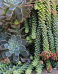 Sedum morganianum 'Burrito' (Burro Tail)