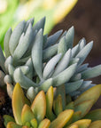 Senecio haworthii (Cocoon Plant)