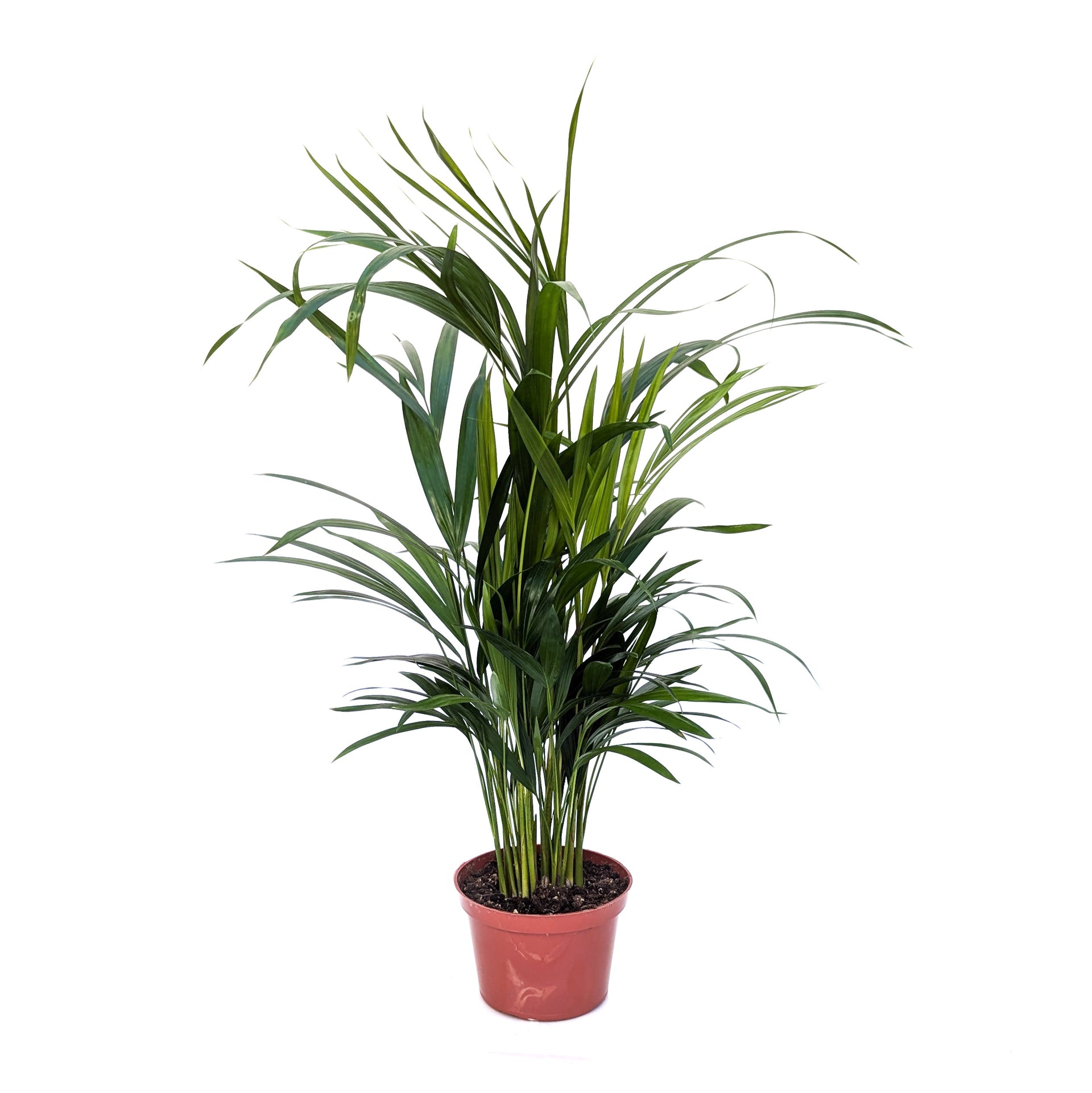 Dypsis lutescens (Areca Palm) – Diameter Plants