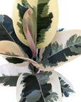 Ficus elastica 'Tineke'