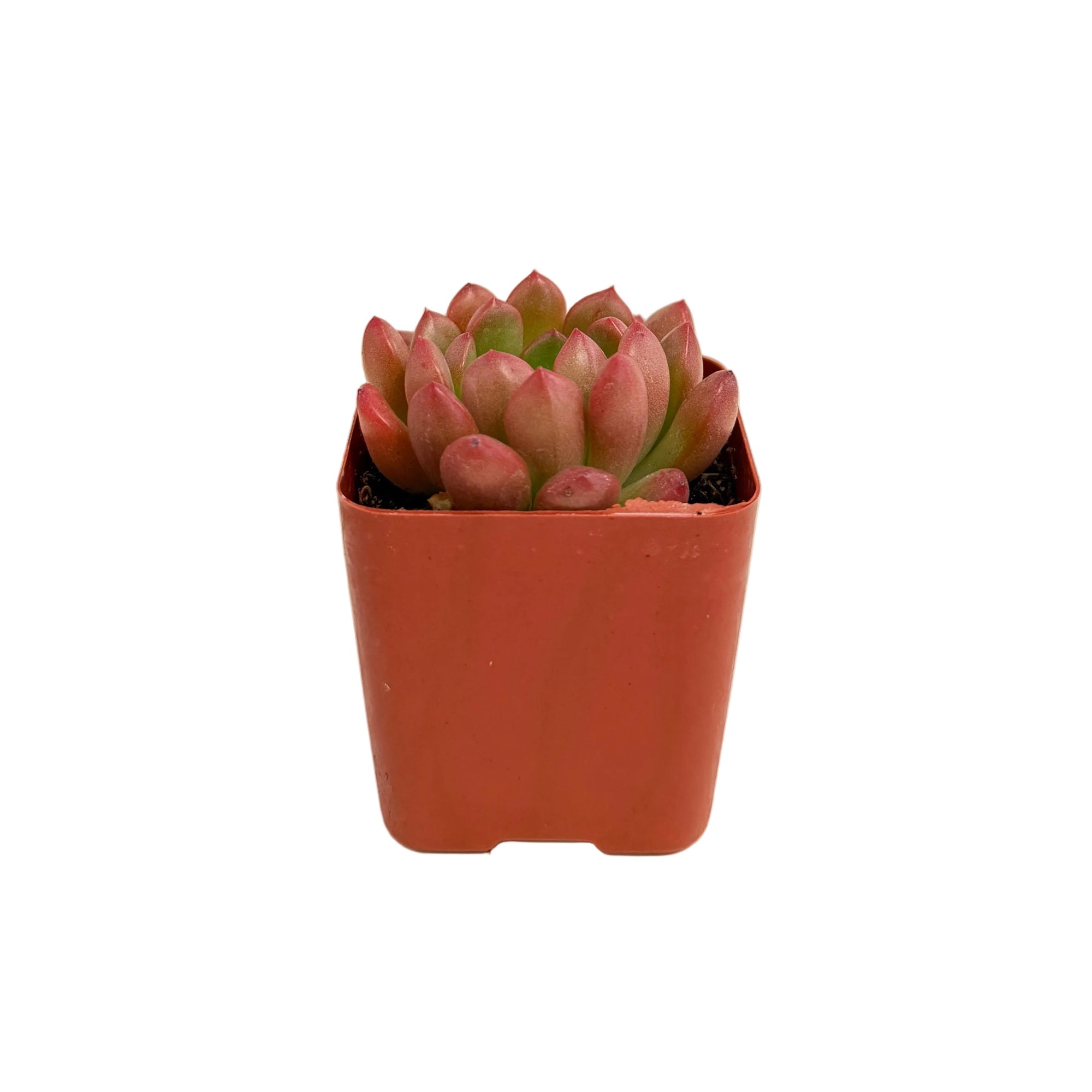 Sedeveria 'Pink Ruby'