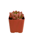 Sedeveria 'Pink Ruby'