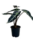 Alocasia 'Bambino'