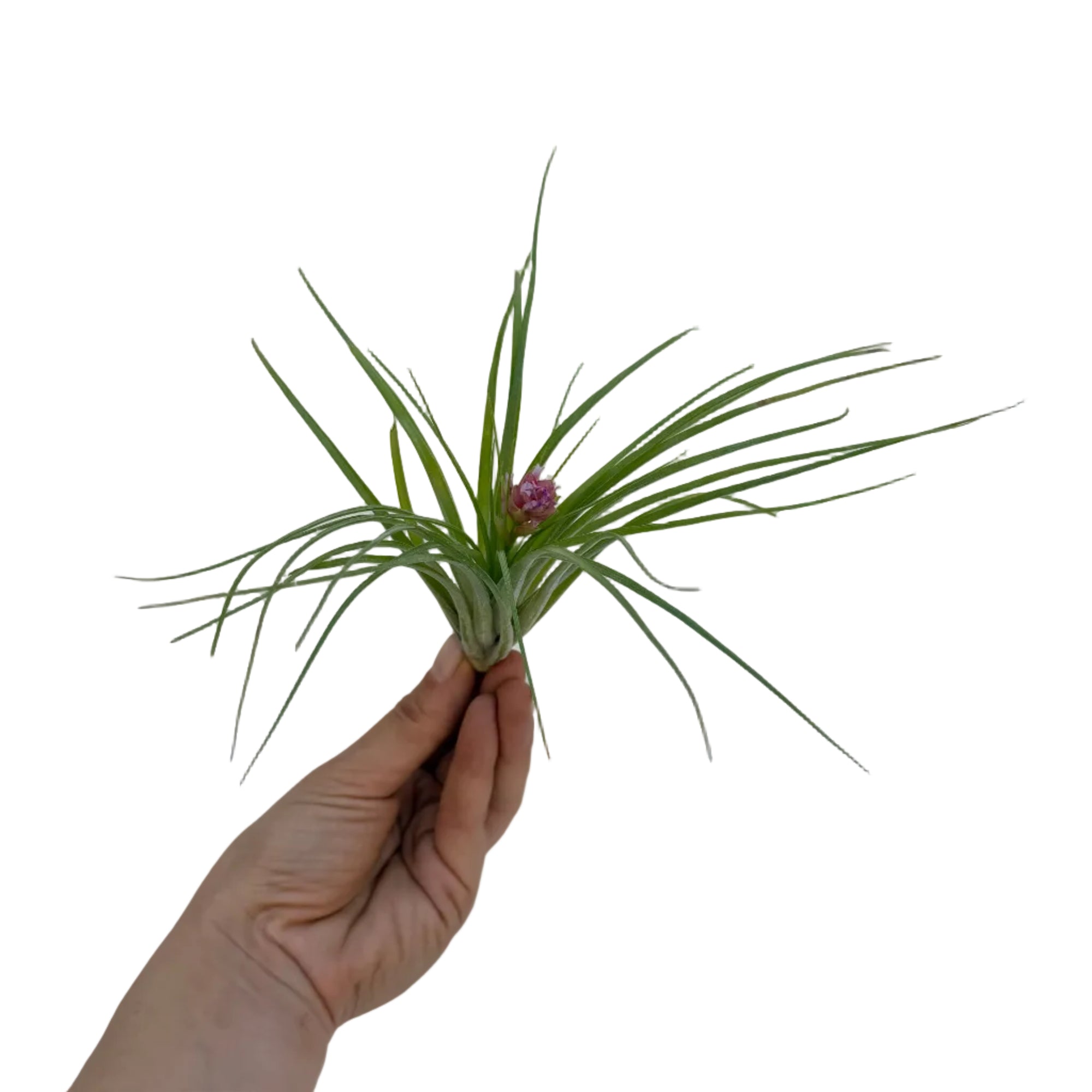Tillandsia stricta 'Pink Star'