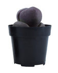 Pleiospilos nelii (Split Rock)