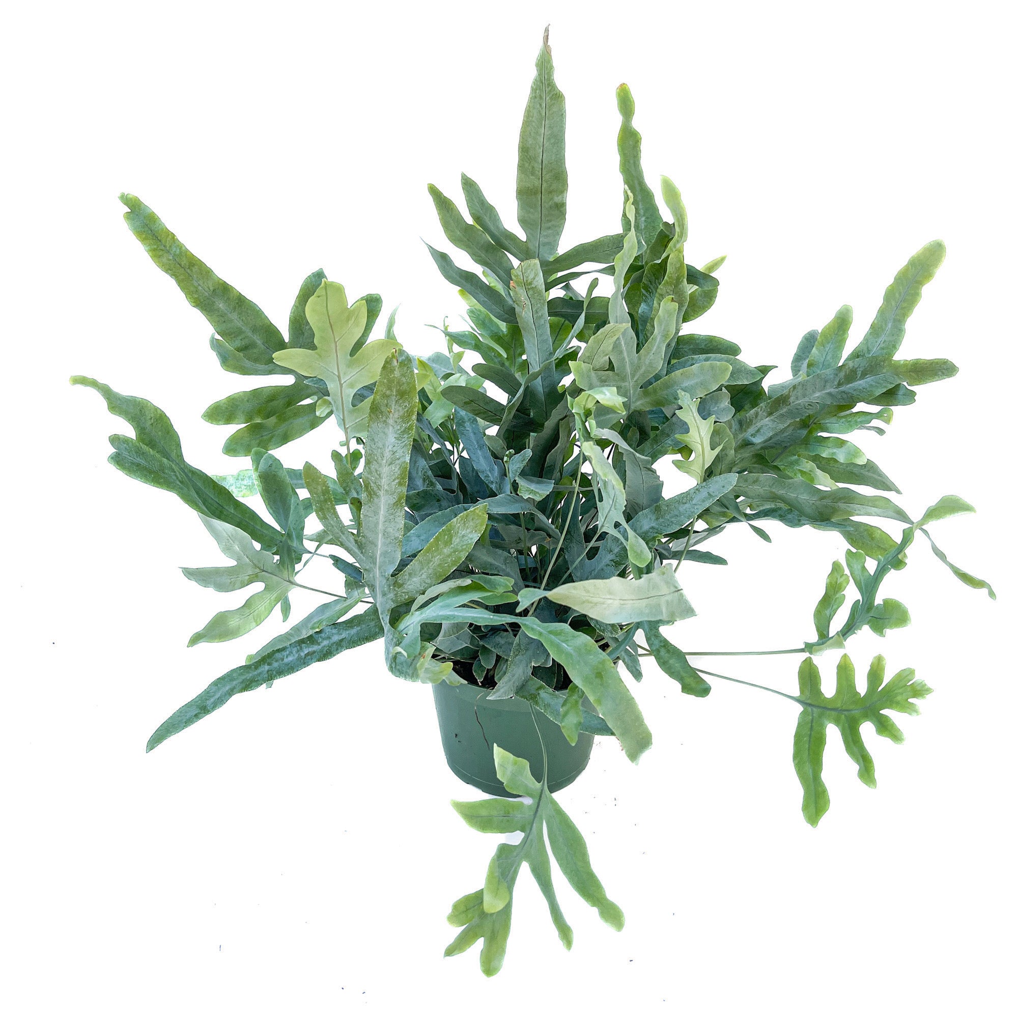 Phlebodium aureum (Blue Star Fern) - Thumbnail 4