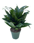 Dracaena deremensis 'Janet Craig'