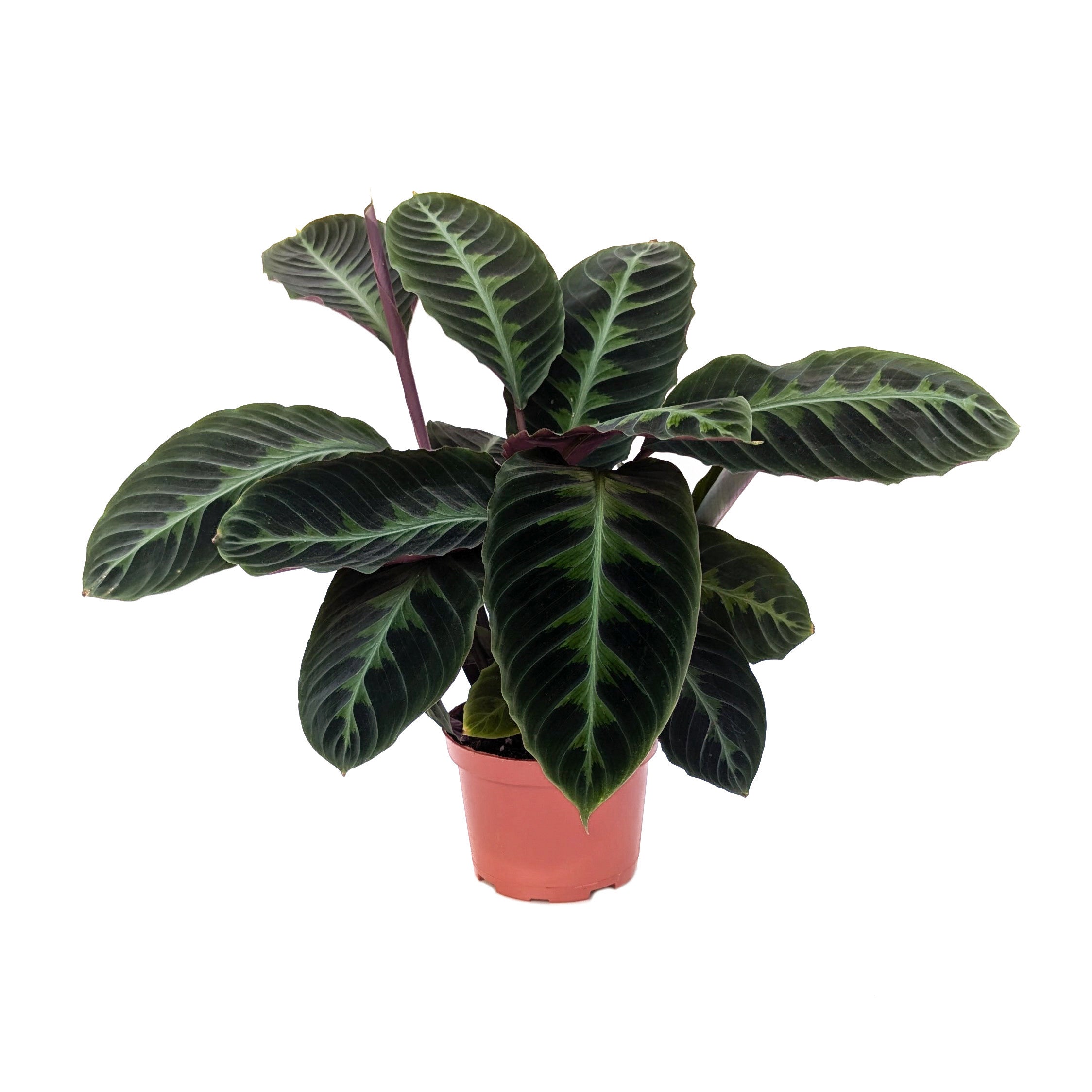 Goeppertia warscewiczii