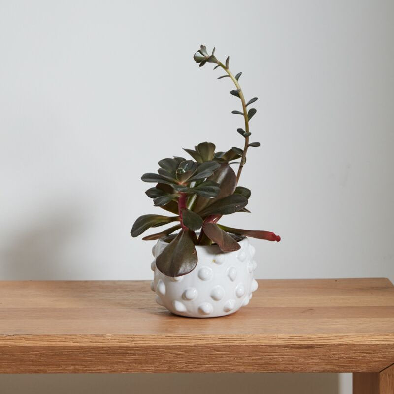 Fem Rosa Pot