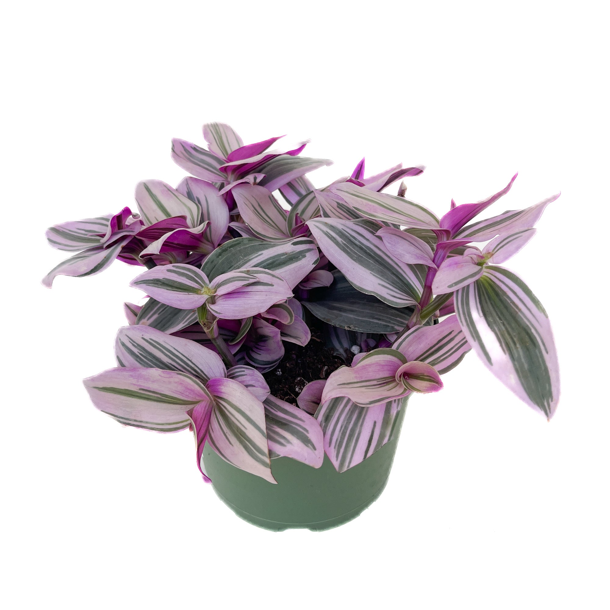 Tradescantia albiflora 'Nanouk' - Thumbnail 2