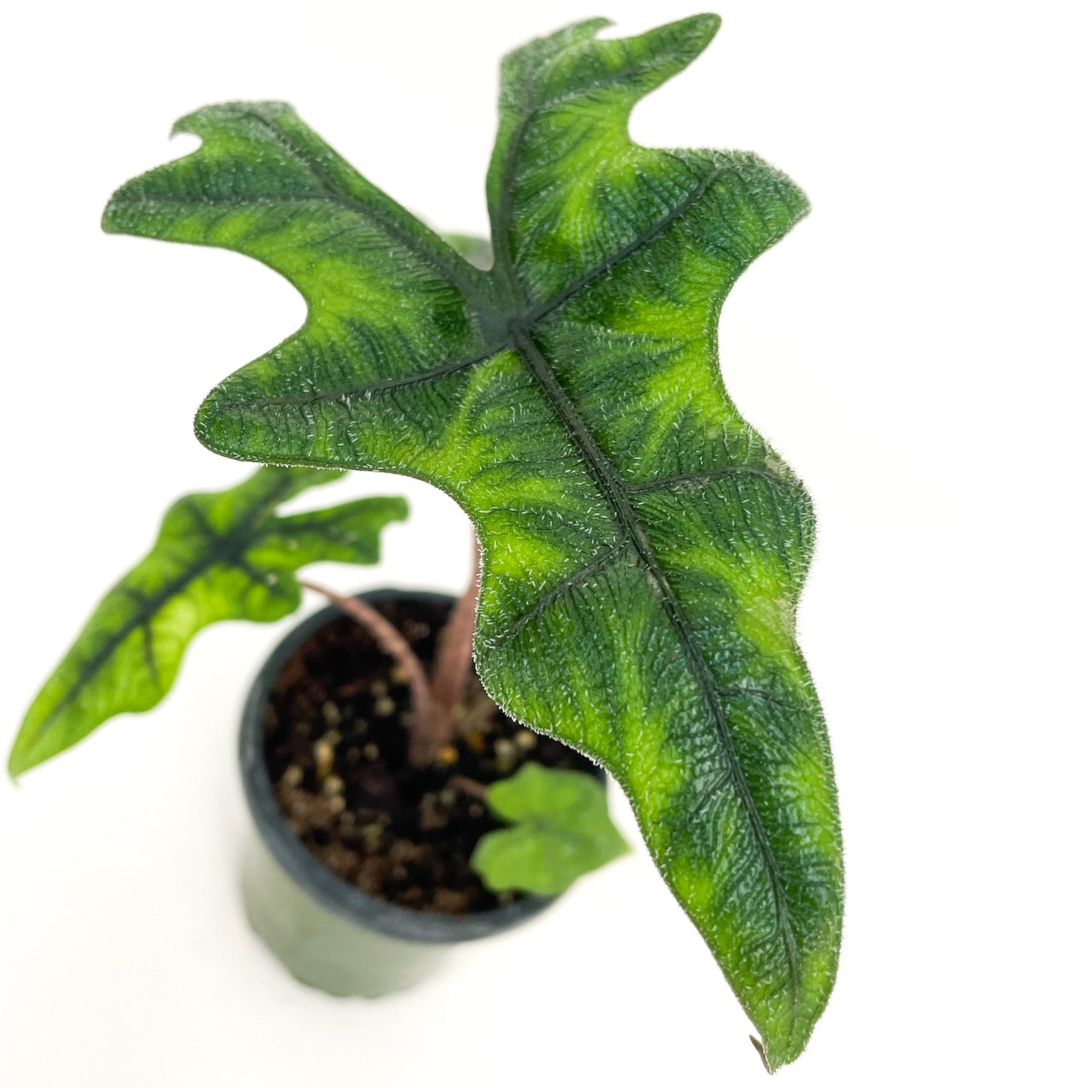 Alocasia sulawesi (Alocasia Jacklyn)