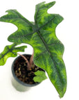 Alocasia sulawesi (Alocasia Jacklyn)