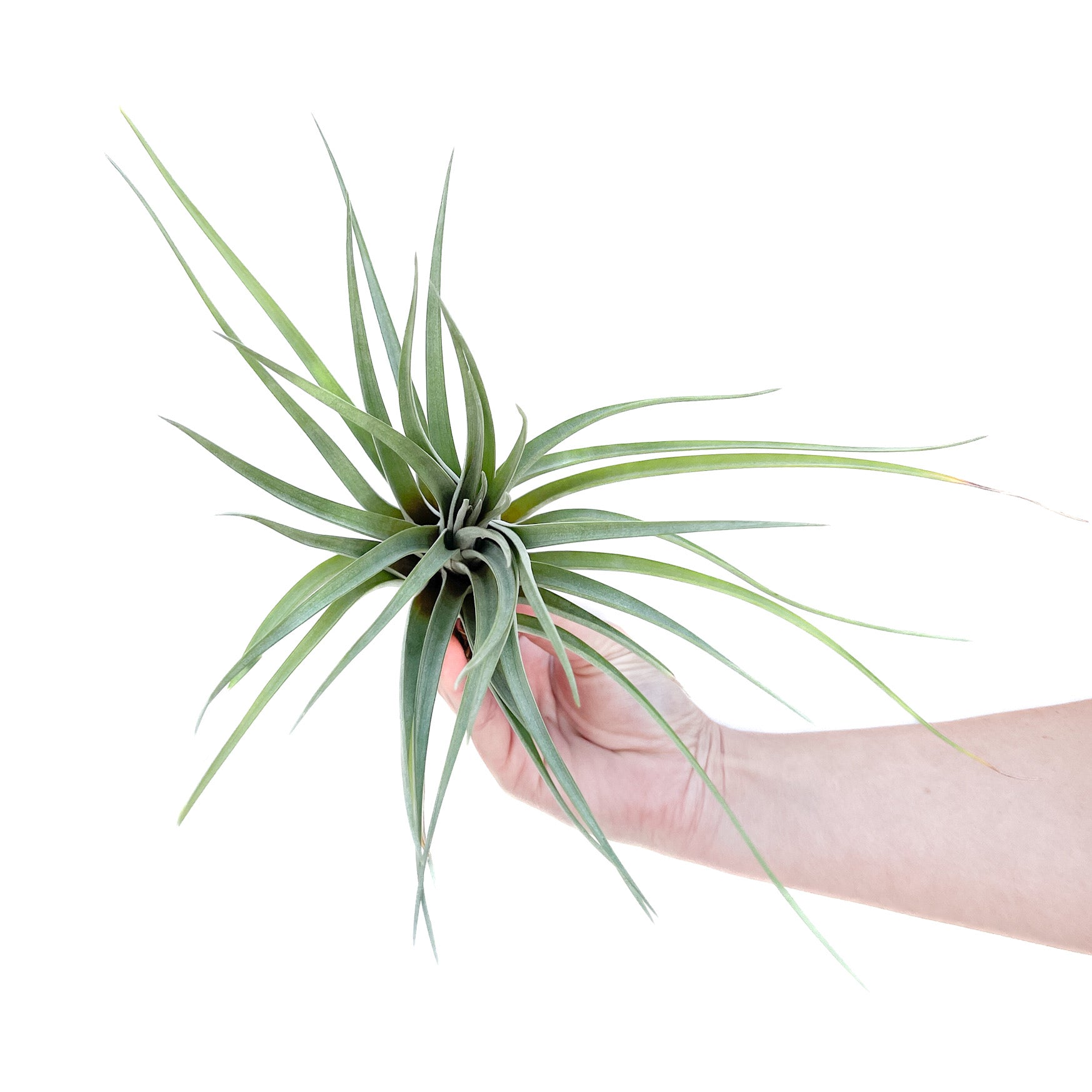 Tillandsia fasciculata x velutina