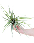 Tillandsia fasciculata x velutina