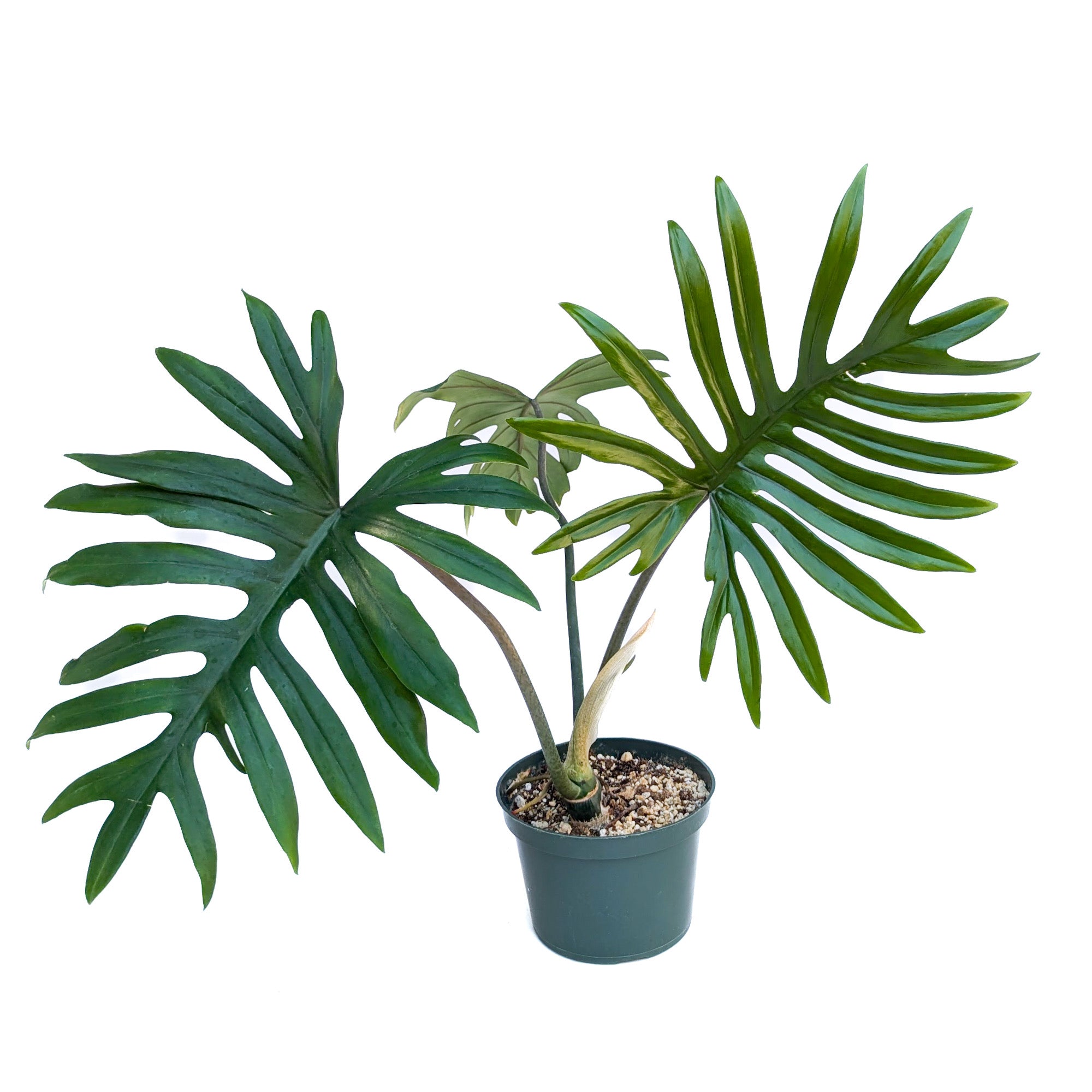 Philodendron mayoi