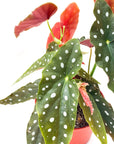 Begonia maculata