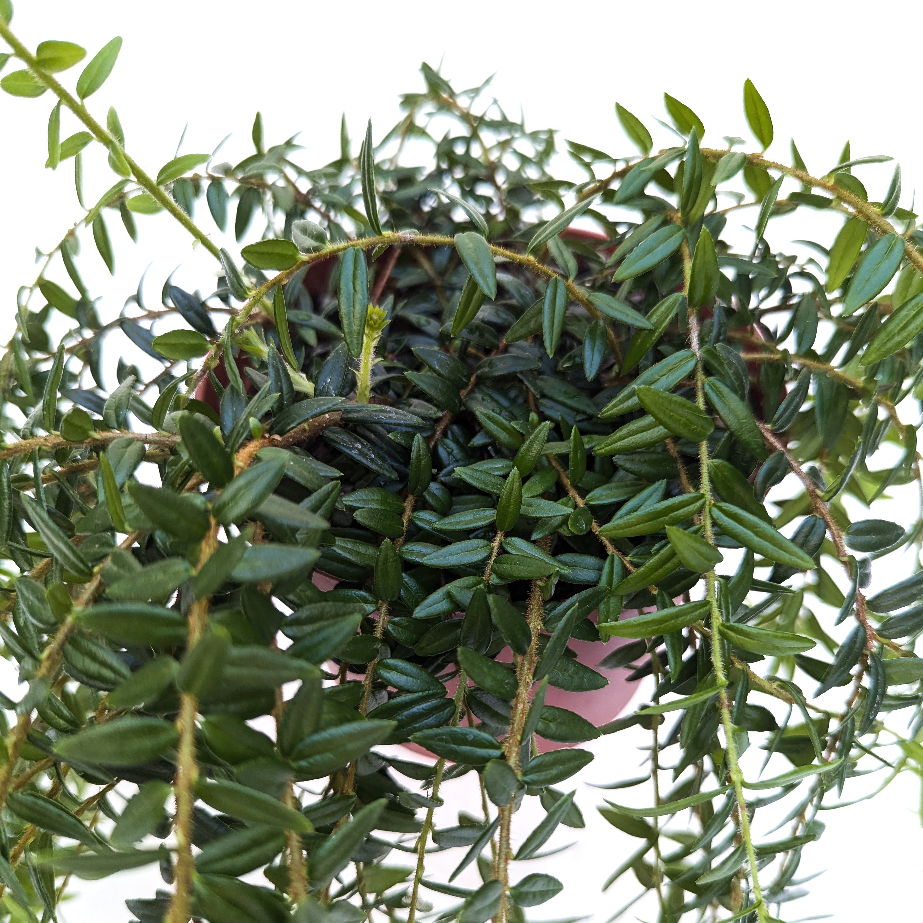 Agapetes serpens - Thumbnail 2