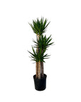 Yucca elephantipes