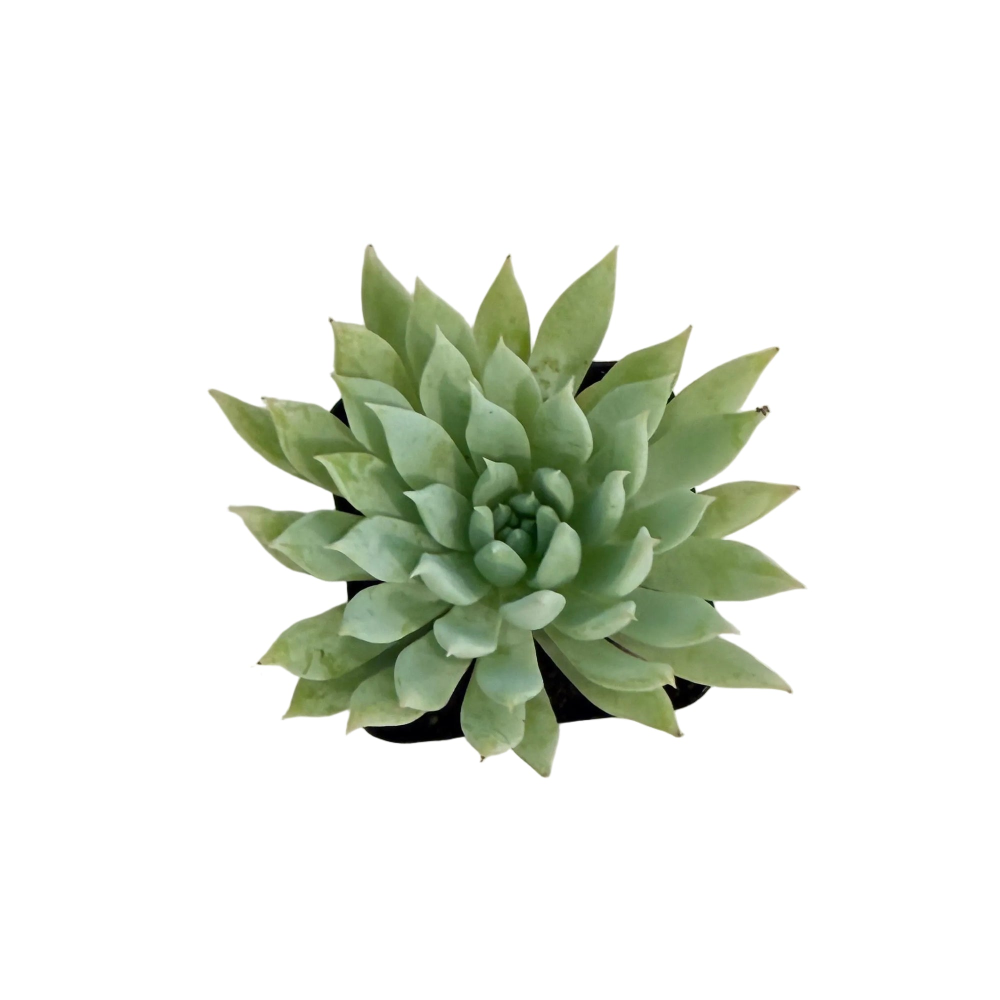 Sedeveria 'Fanfare'
