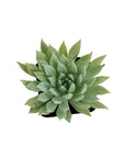 Sedeveria 'Fanfare'