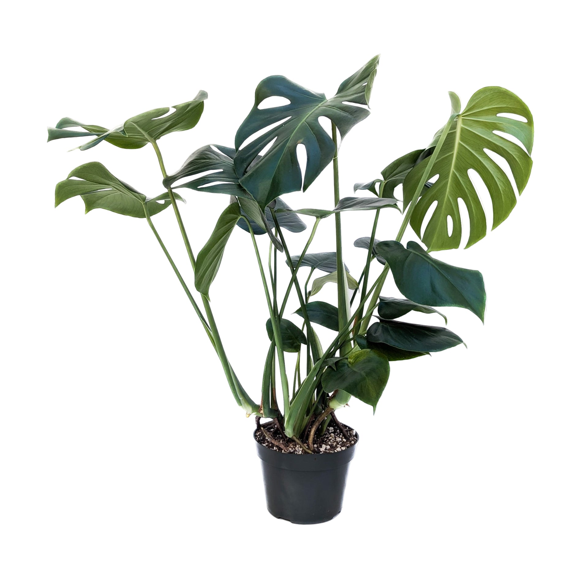 monstera deliciosa san diego Monstera deliciosa – Diameter Plants