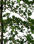 Terminalia buceras (Black Olive Tree)