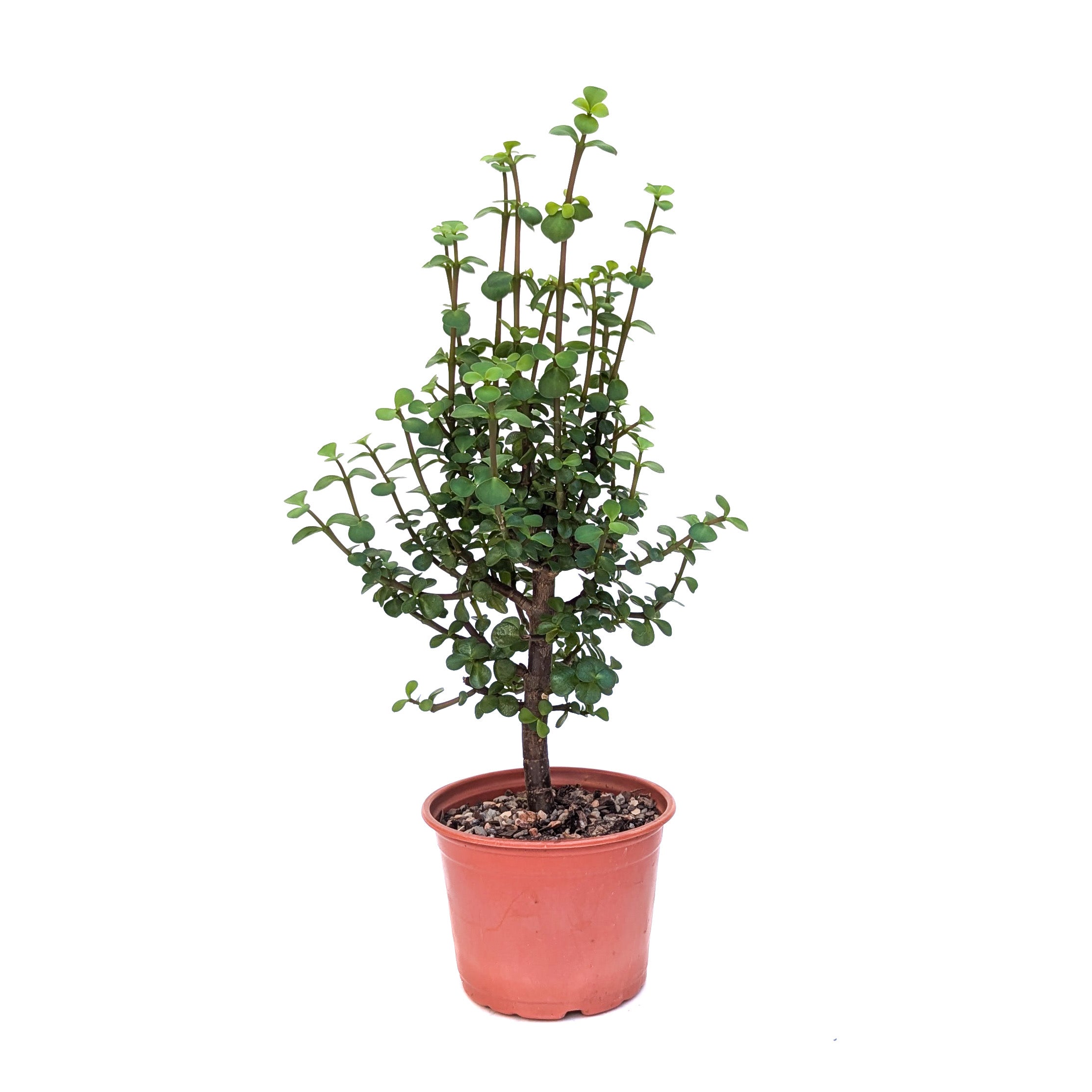 Portulacaria afra