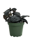 Pilea spruceana 'Chocolate'