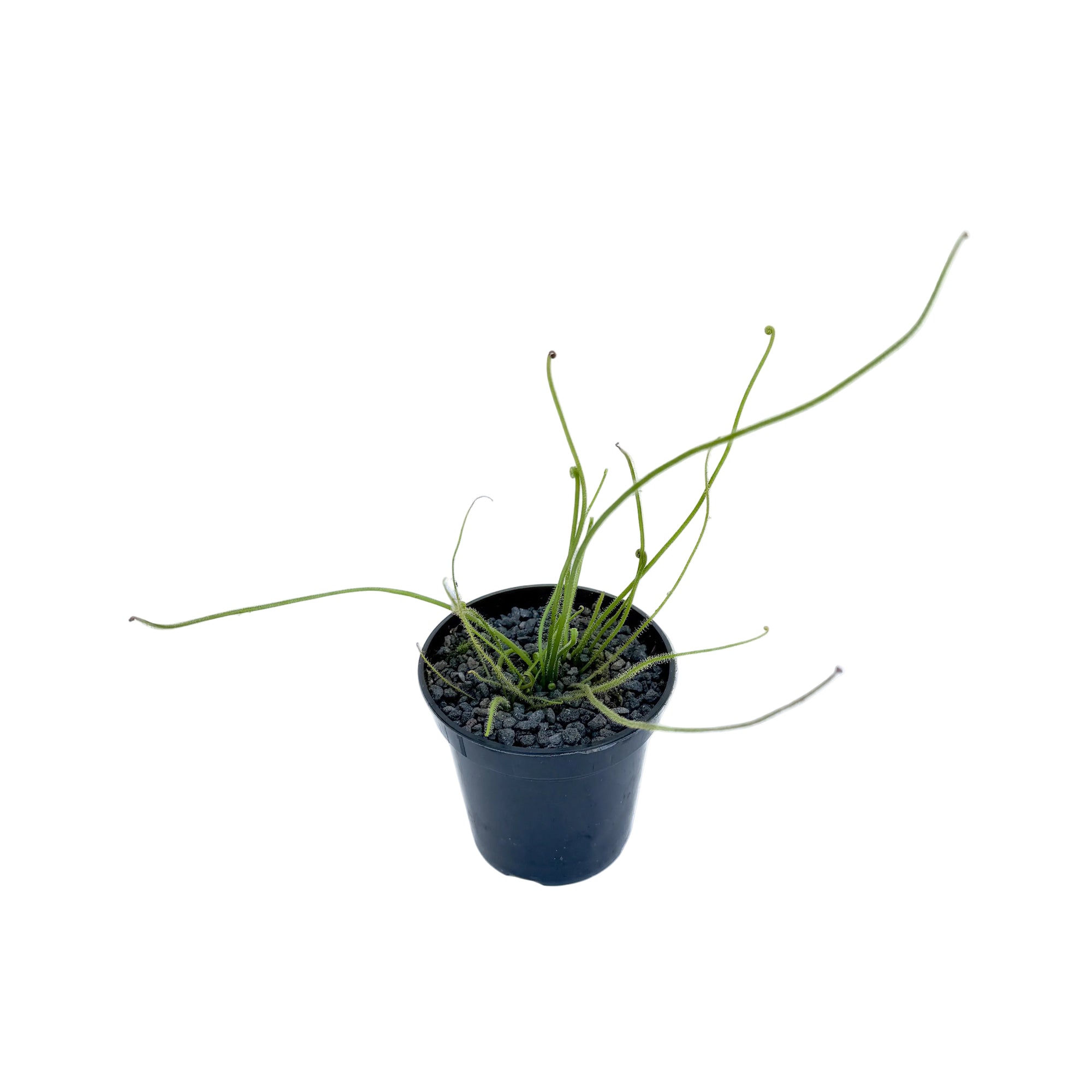Drosera filiformis (Thread-leaf Sundew)