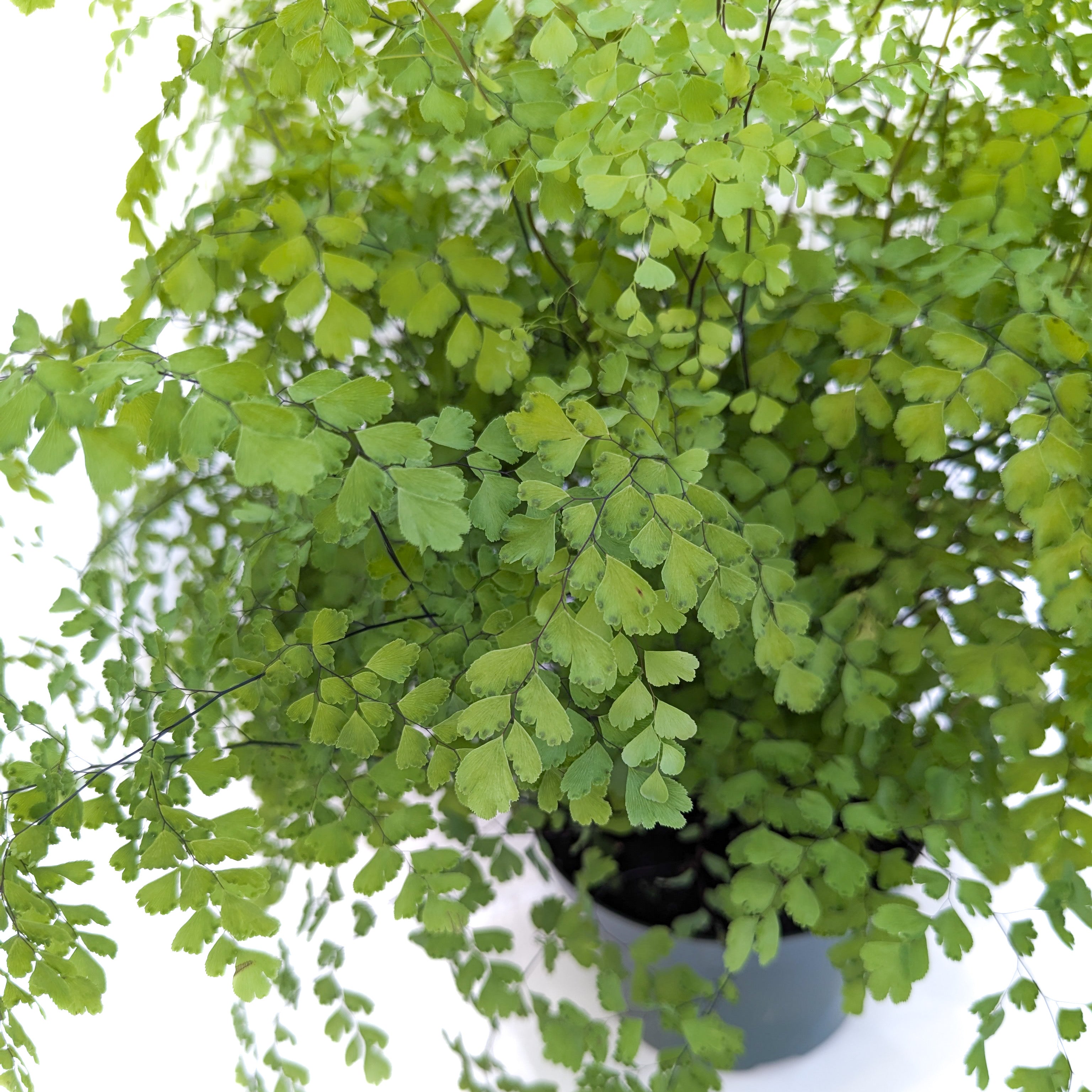 Adiantum raddianum (Maidenhair Fern) - Thumbnail 2