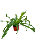 Asplenium antiquum 'Osaka'