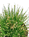 Isolepis cernua (Fiber Optic Grass)