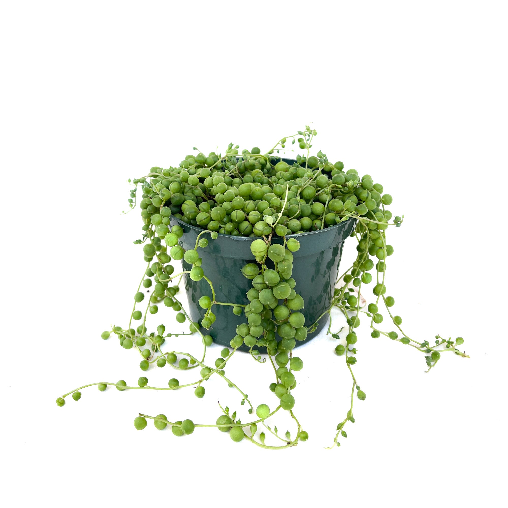 Senecio rowleyanus (String of Pearls) - Thumbnail 2