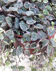 Ceropegia woodii 'Variegata' (Variegated String of Hearts)