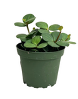 Peperomia tetraphylla 'Hope'