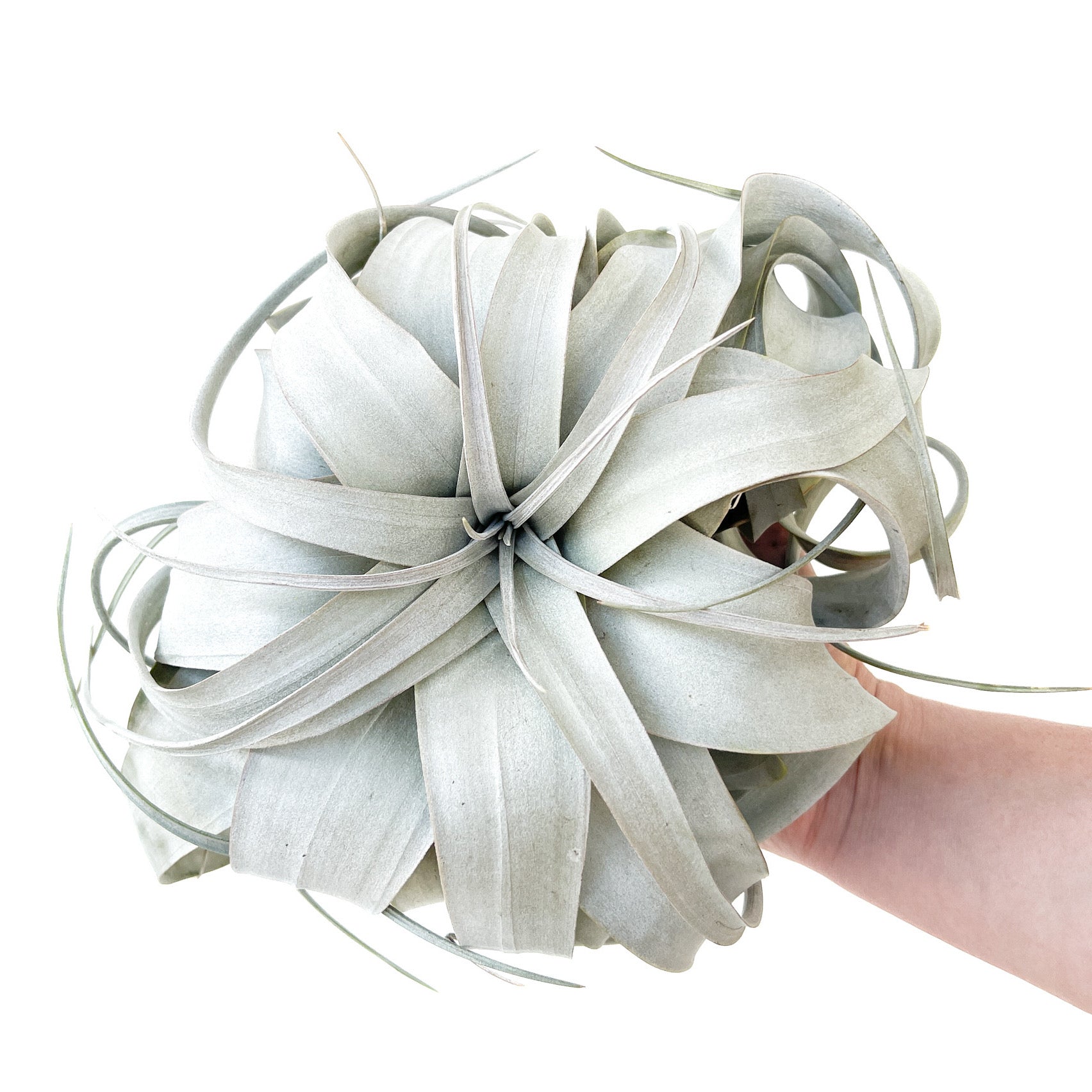 Diameter Plants Tillandsia xerographica - Thumbnail 2