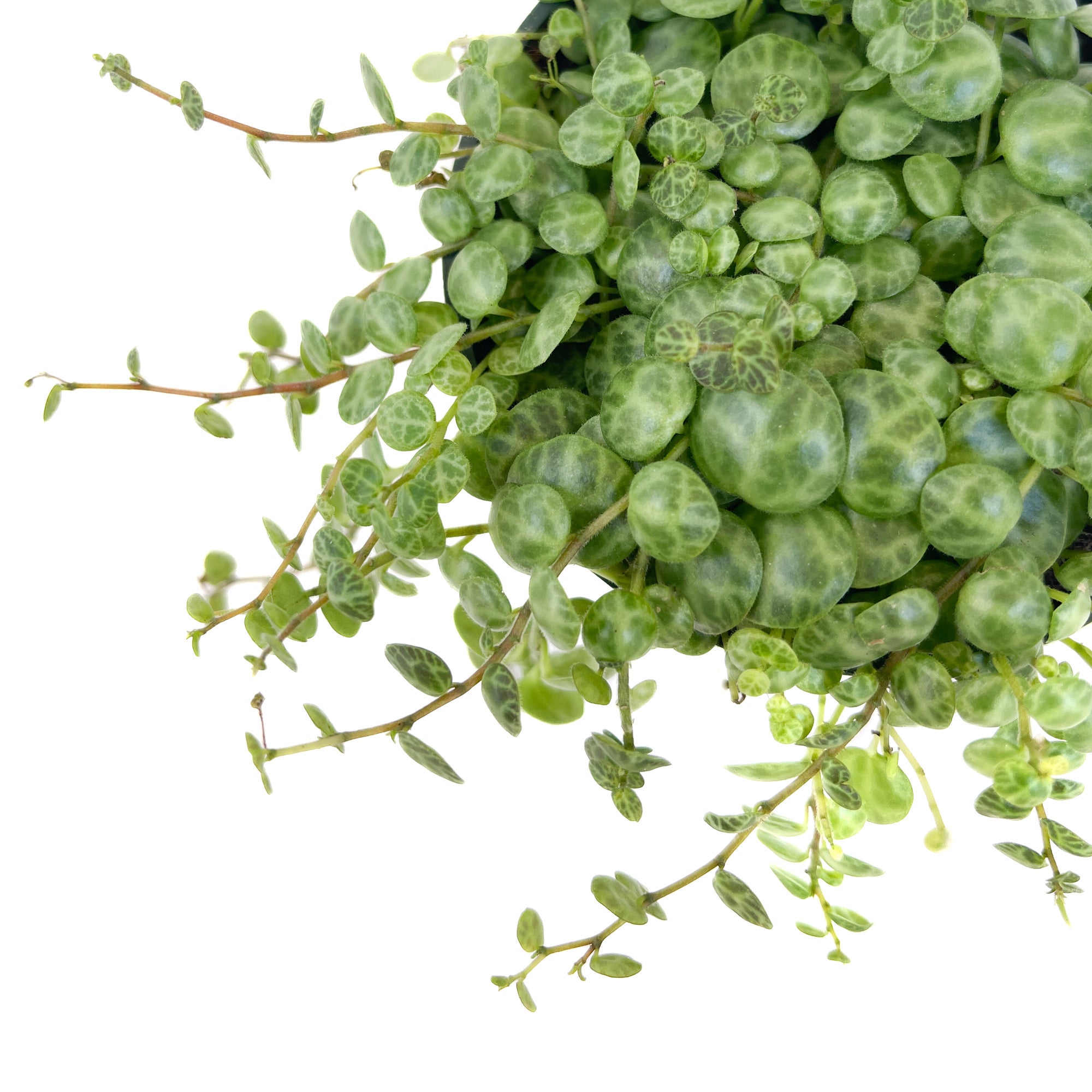 Peperomia prostrata (String of Turtles)