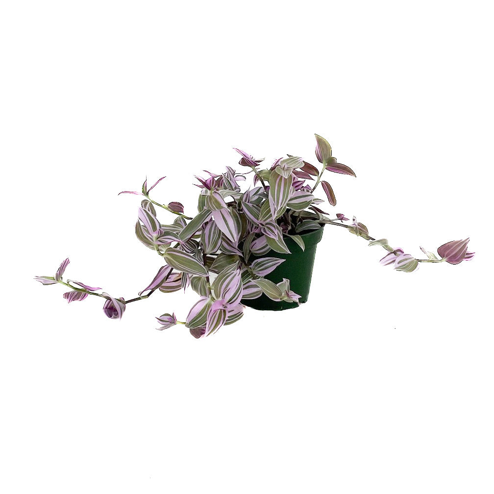Tradescantia albiflora 'Lilac' - Thumbnail 2