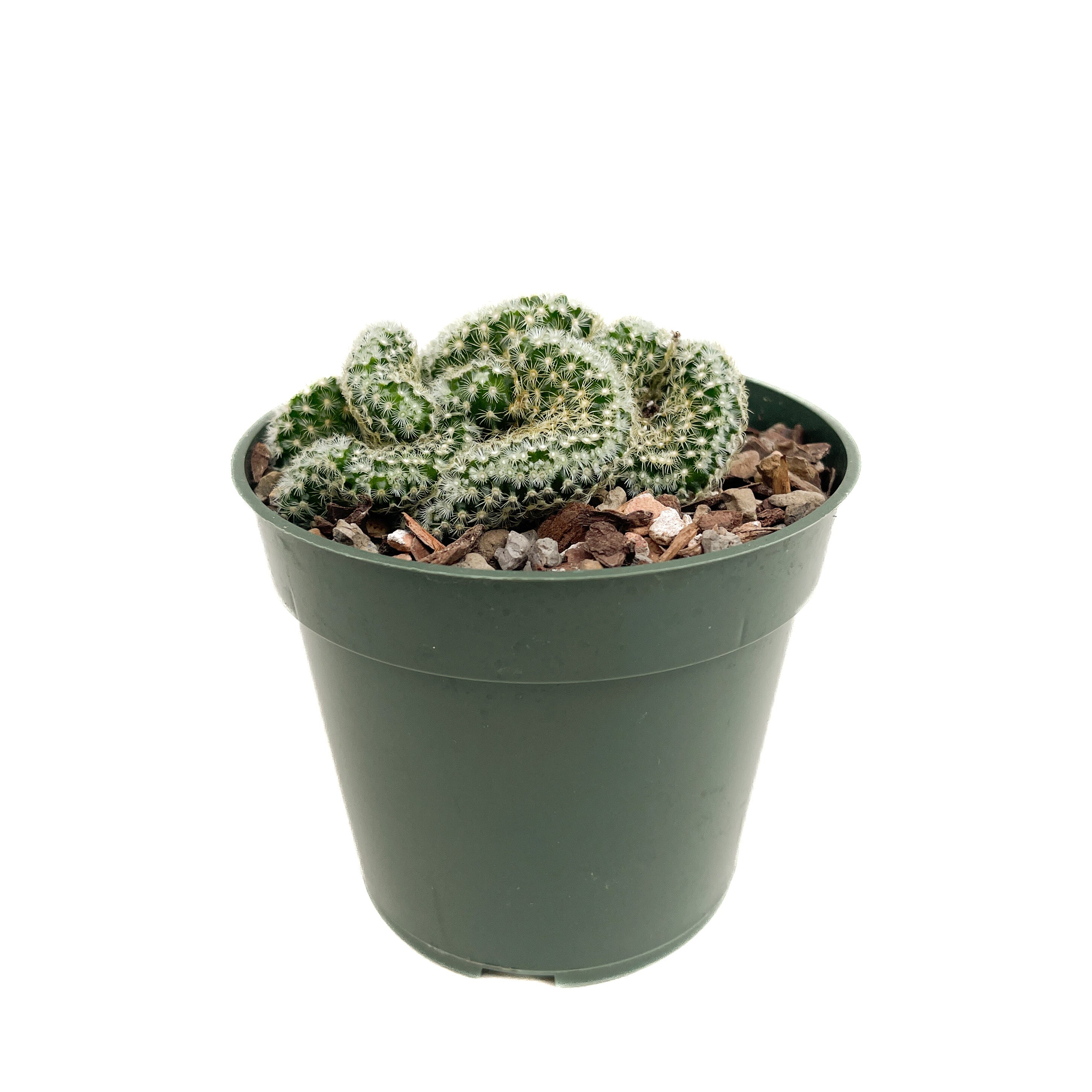 Mammillaria elongata 'Cristata' (Brain Cactus) - Thumbnail 2