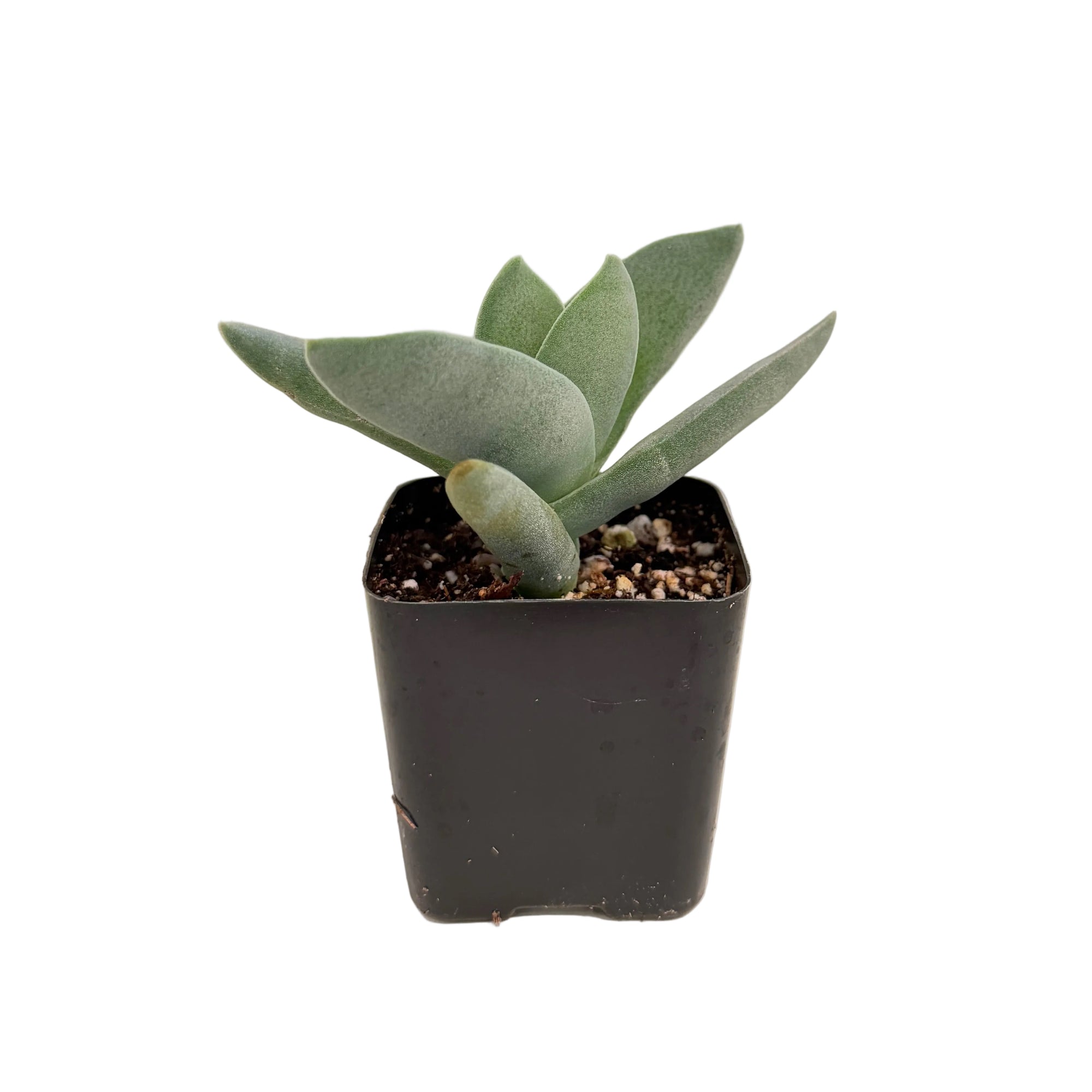 Crassula falcata (Propeller Plant)