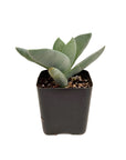 Crassula falcata (Propeller Plant)