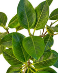 Ficus altissima
