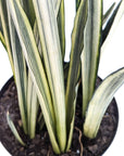 Sansevieria 'Bantel's Sensation'