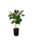 Ficus altissima