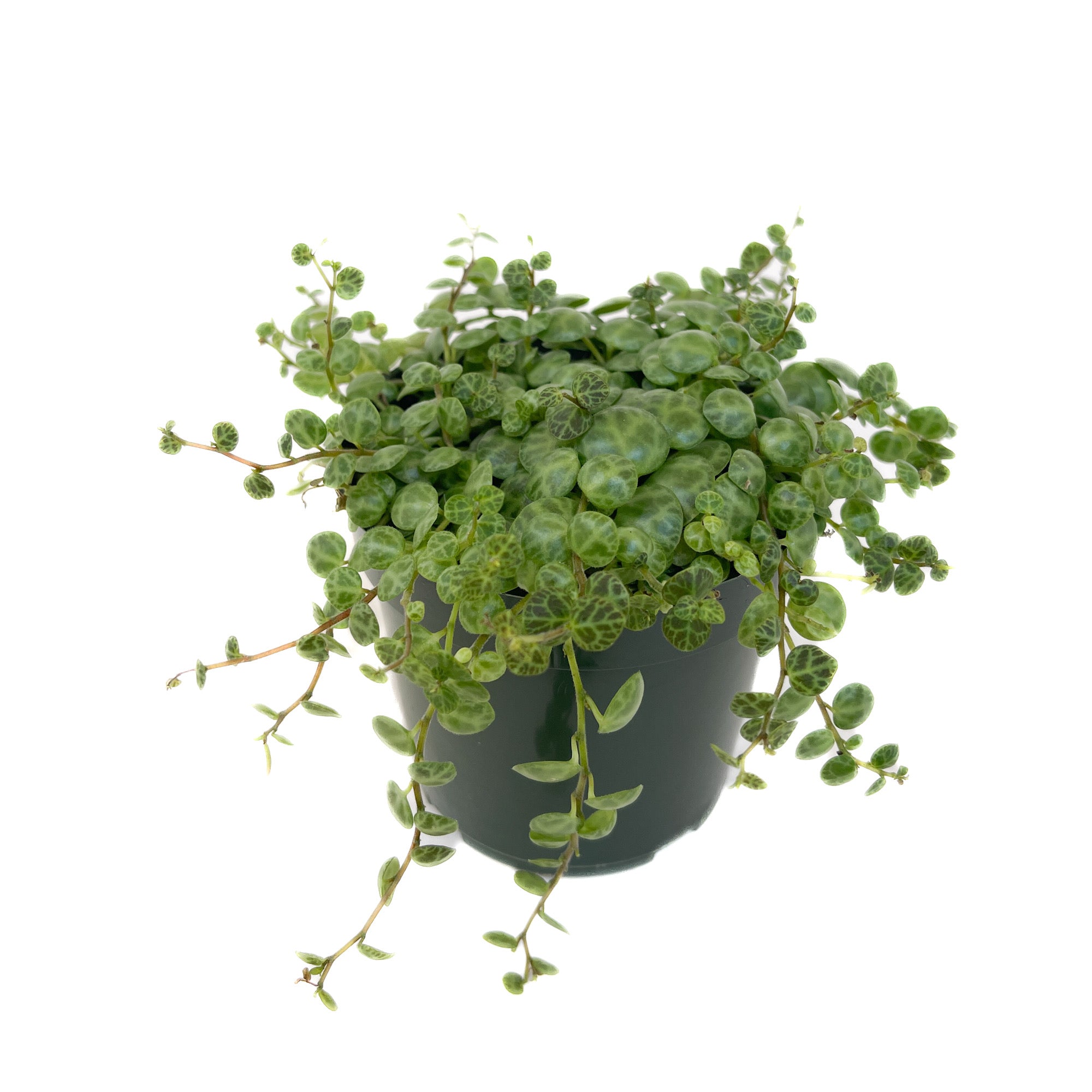 Peperomia prostrata (String of Turtles) - Thumbnail 2