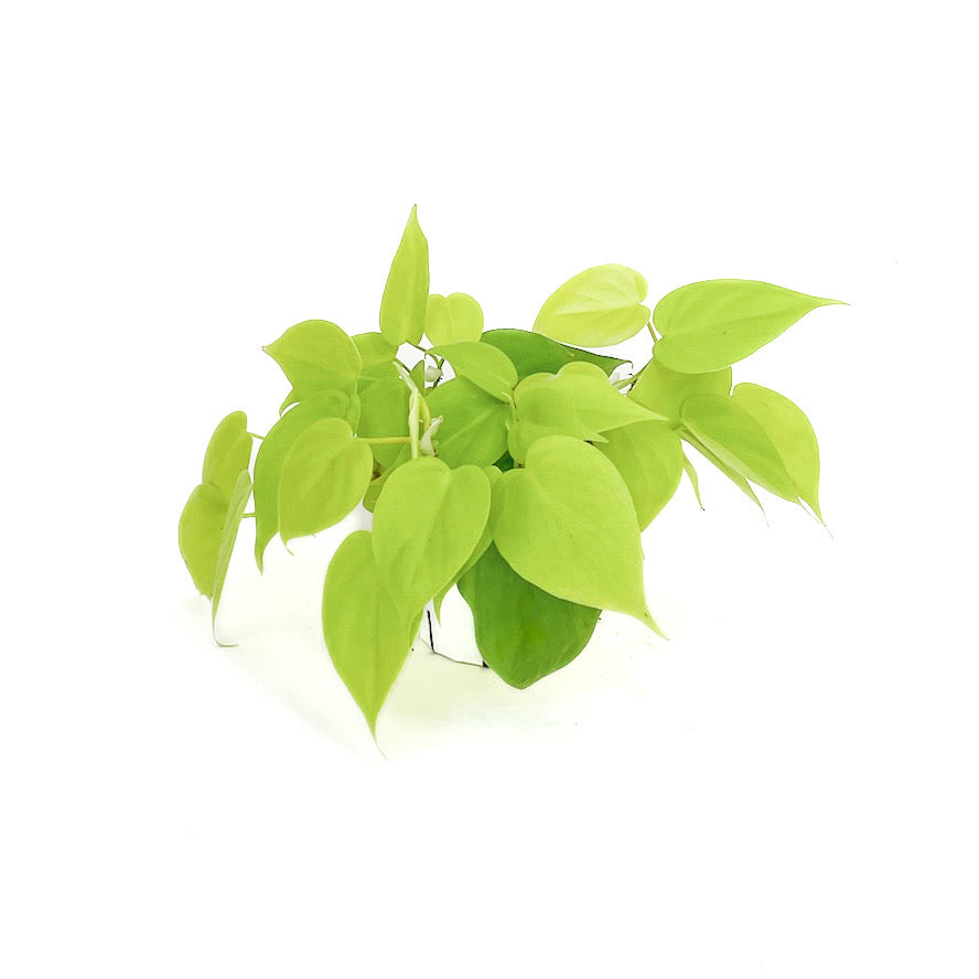 Philodendron hederaceum 'Neon' - Thumbnail 2