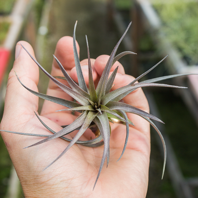Diameter Plants Tillandsia aeranthos