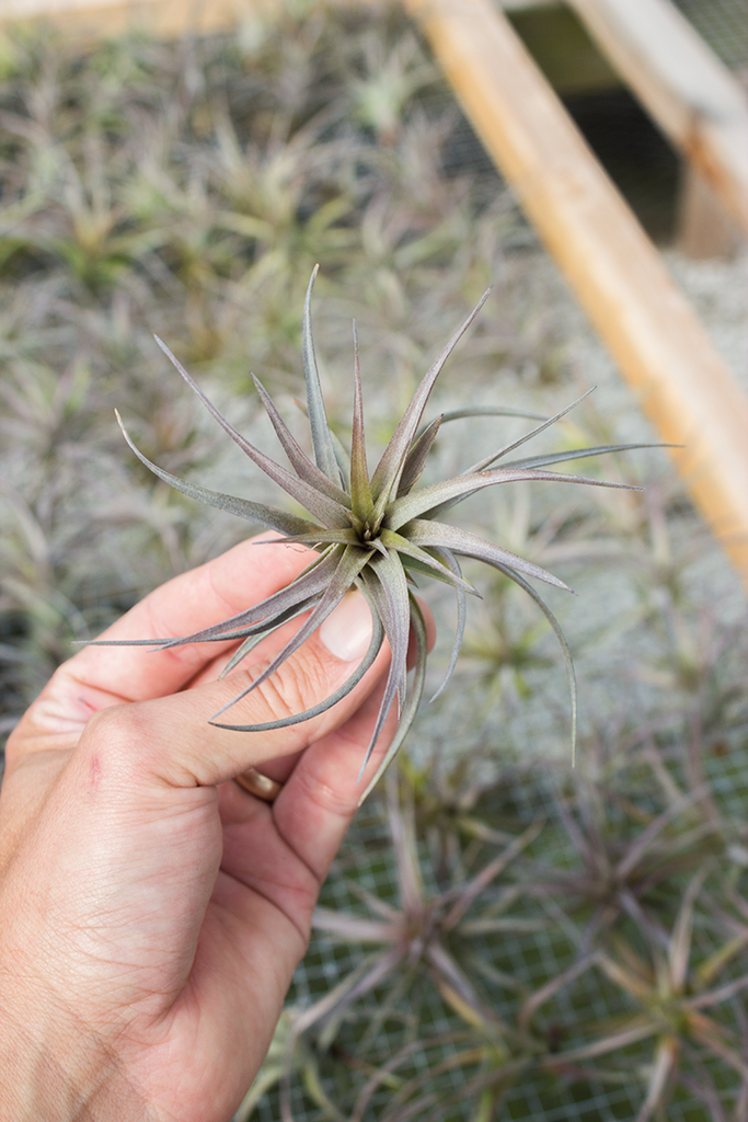 Tillandsia aeranthos 'Bronze' – Diameter Plants